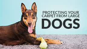 How to protect your carpet from large dogs